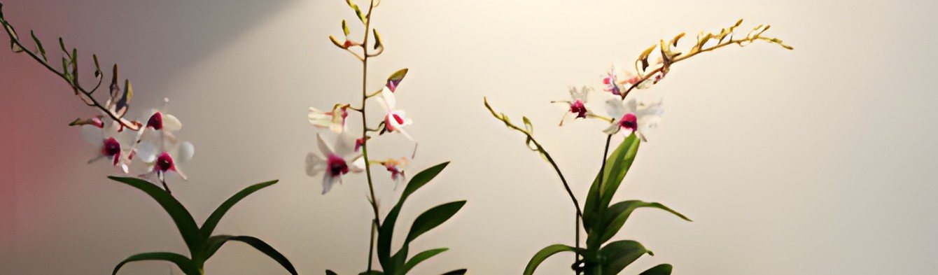 Orchideeën in de wachtruimte